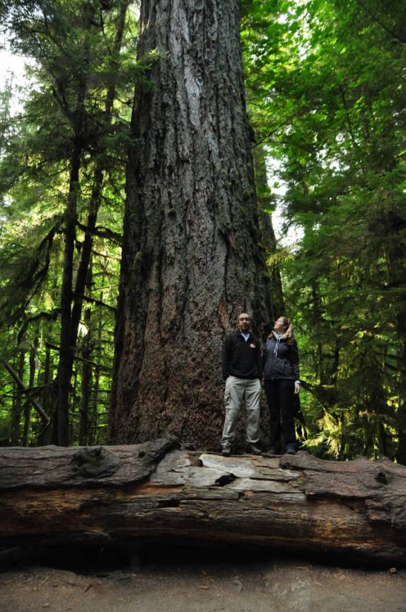 Junto à maior e mais antiga das Douglas Fir, em Cathedral Grove, na estrada para Tofino, em Vancouver Island, na British Columbia, no Canadá